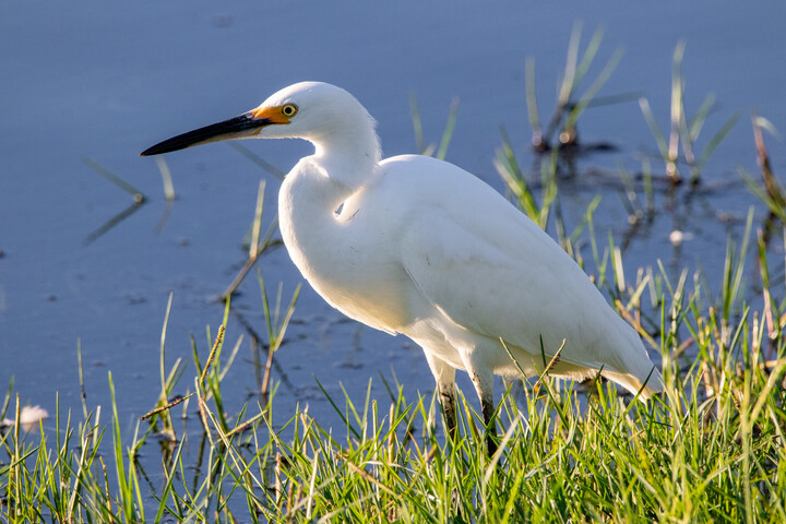 Snowy Egret